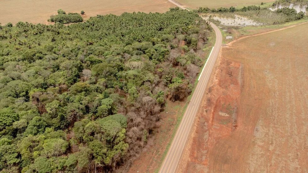 Foto: Eine Luftaufnahme zeigt einen Waldstreifen neben einer asphaltierten Straße. Rechts davon liegt eine gerodete Fläche.