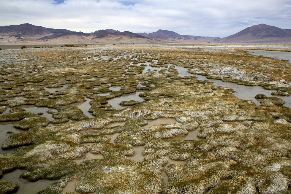 Humedal en la Provincia de Iquique, Región de Tarapacá, Chile